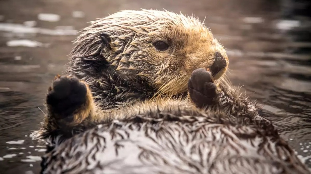 rosa the otter monterey bay aquarium
