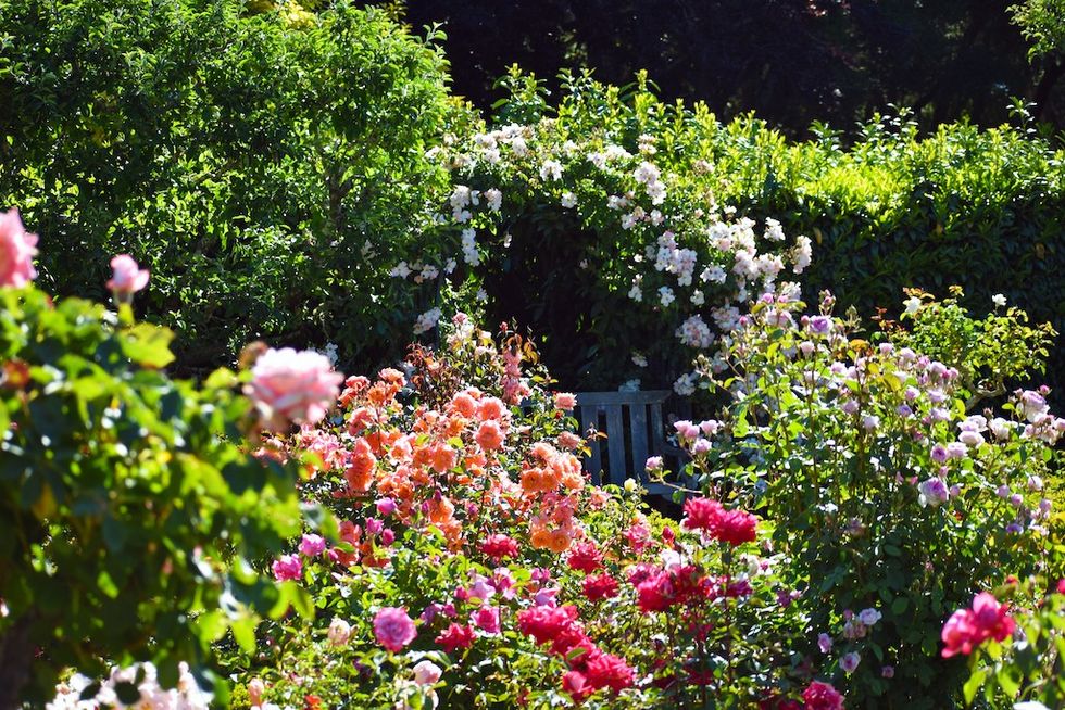 Roses at Filoli