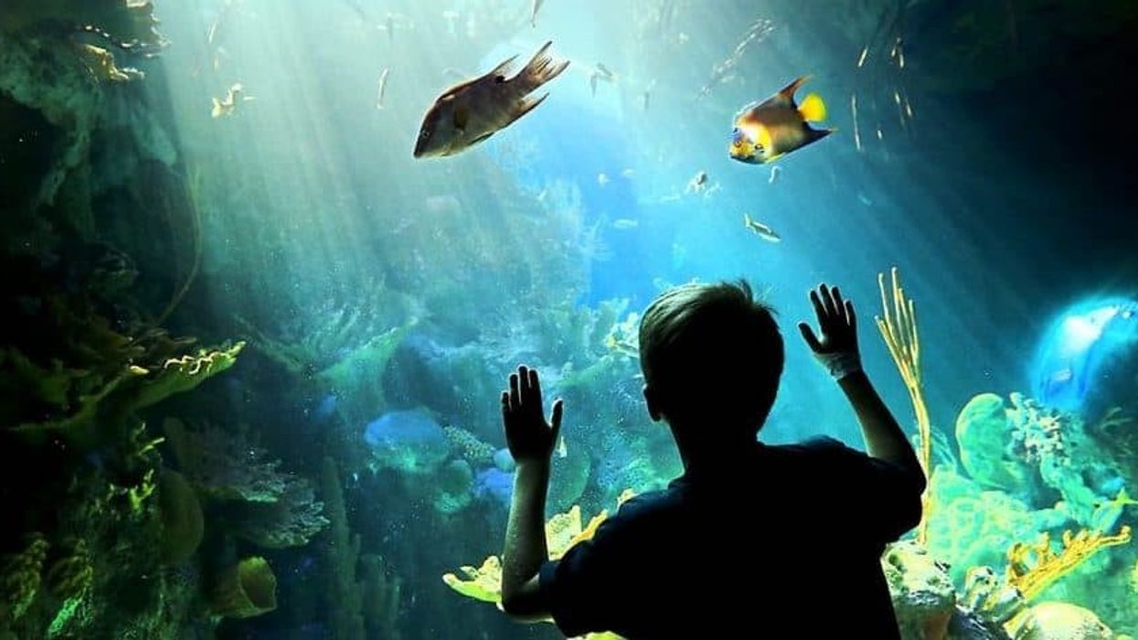 roto-aquarium child looking at fish