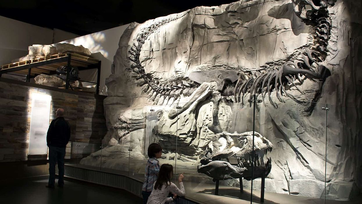 Royal Tyrrell Museum Foundation exhibit