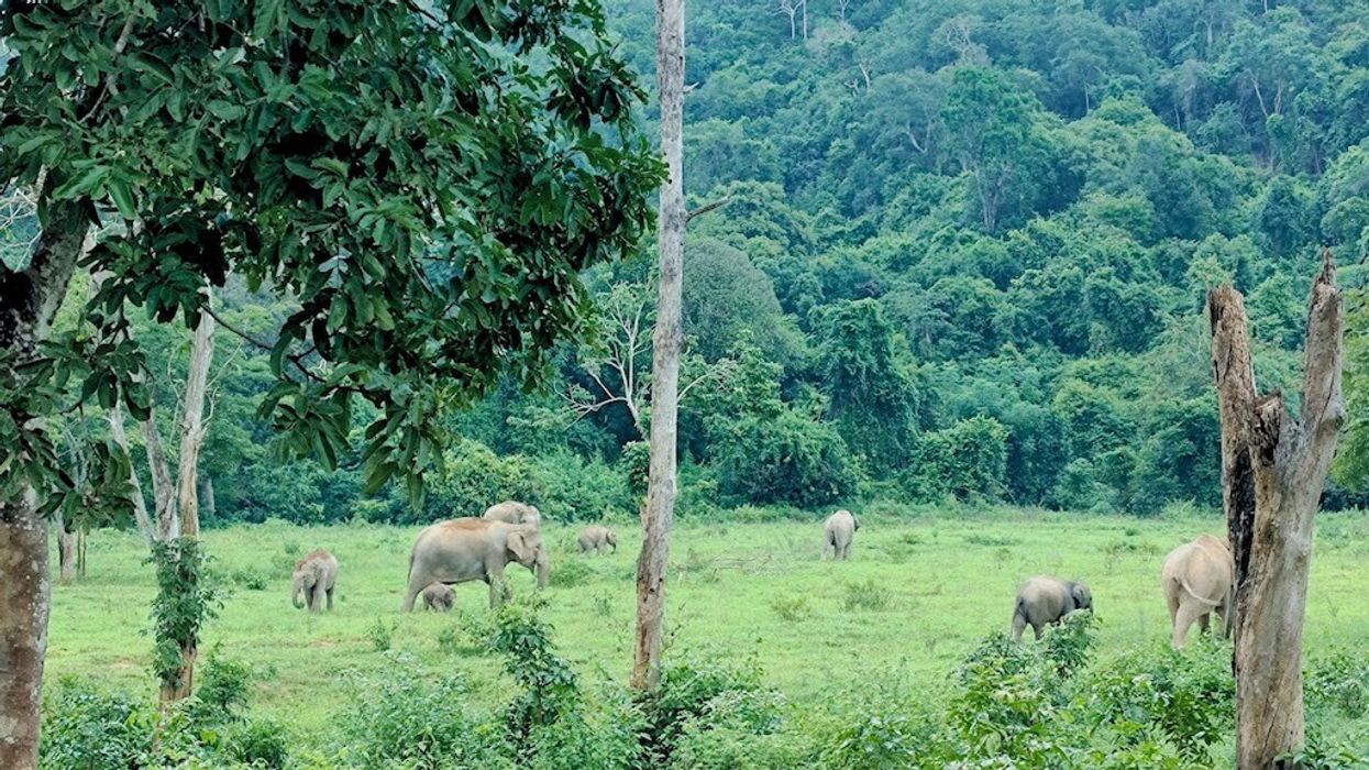 Ruam Thai elephants