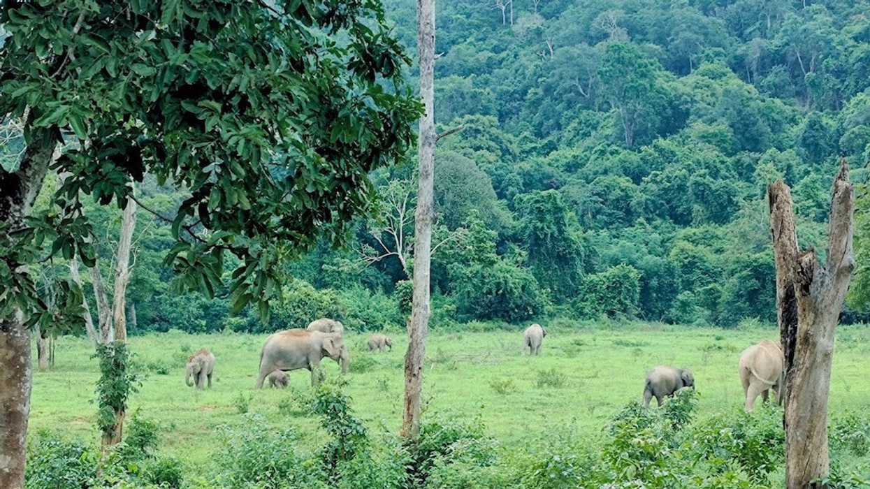 Ruam Thai elephants