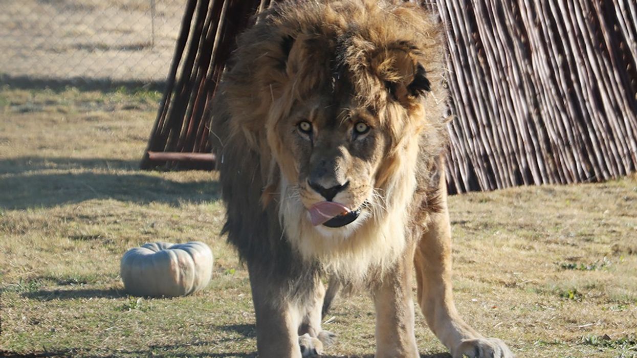 ruben the world's loneliest lion