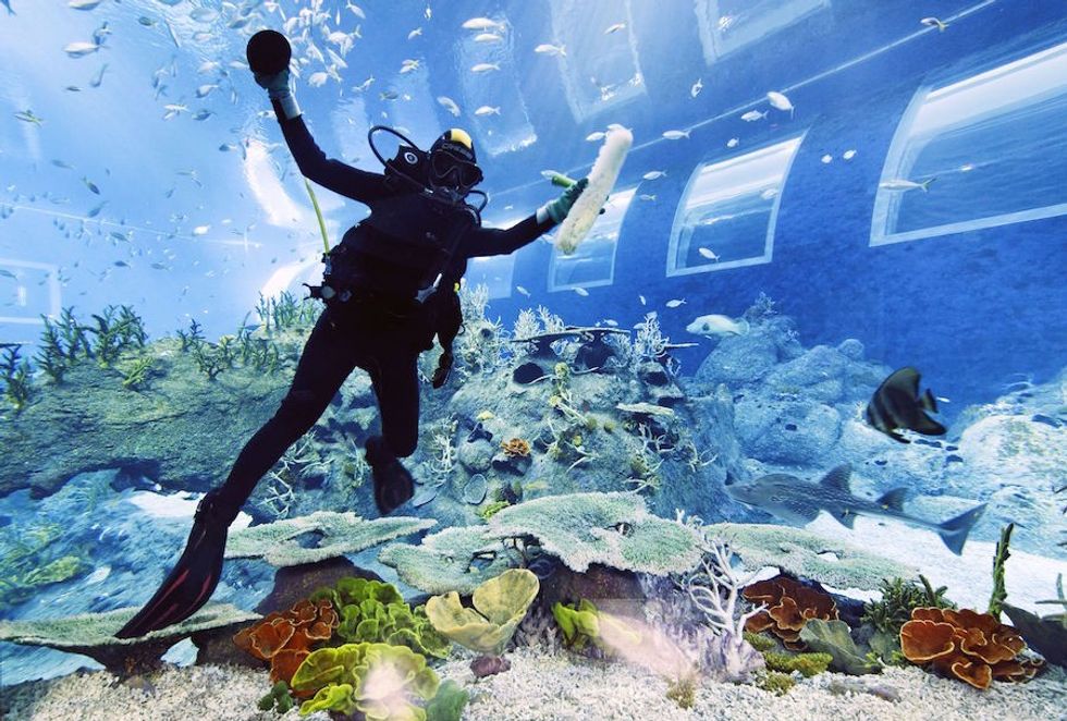 s.e.a. aquarium diver cleans open oceans tank