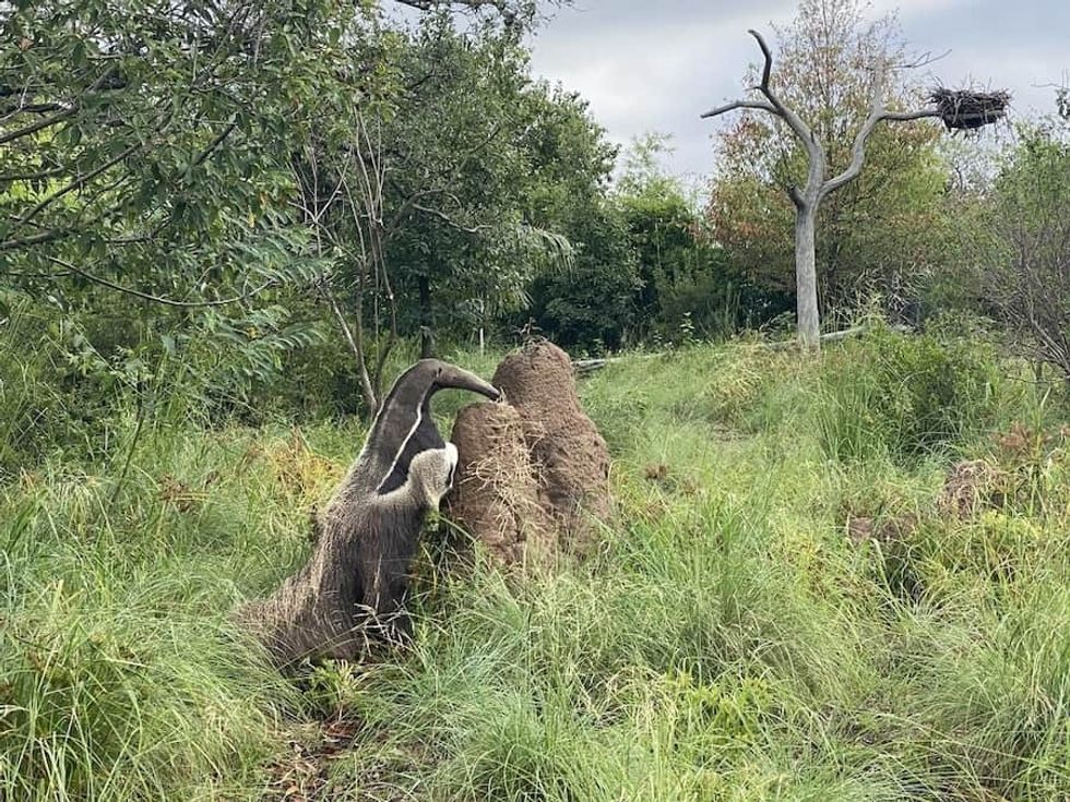 SA-Pantanal-Anteater-Houston-Zoo