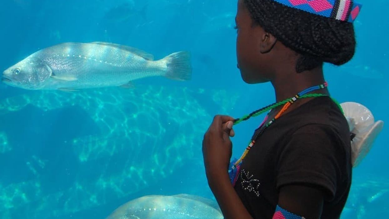 SAAMBR Guest in uShaka Sea World aquarium