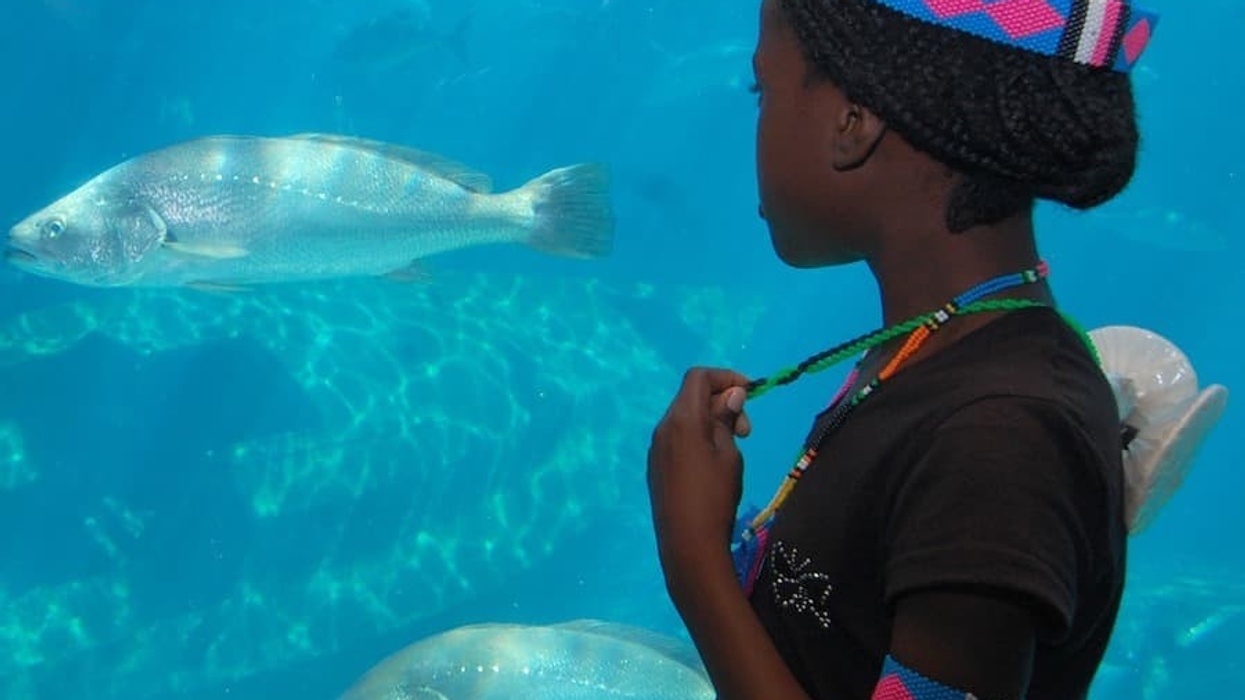 SAAMBR Guest in uShaka Sea World aquarium