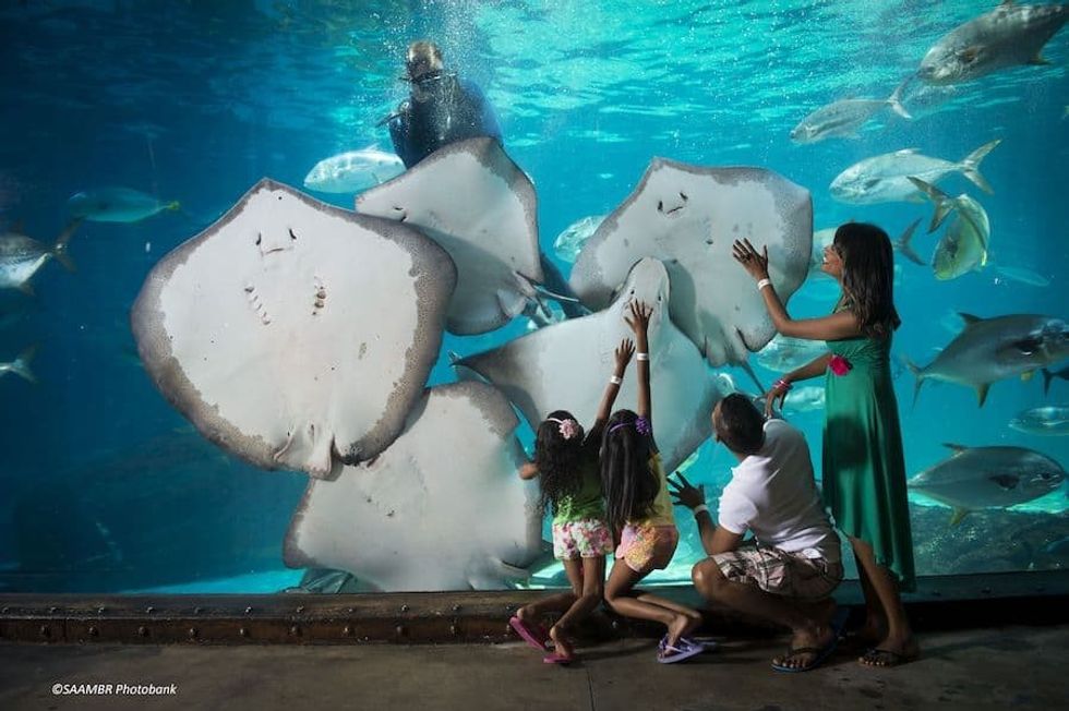 SAAMBR Guest in uShaka Sea World aquarium