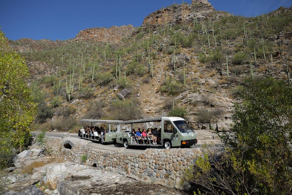Sabino Canyon Crawler-Severn Lamb
