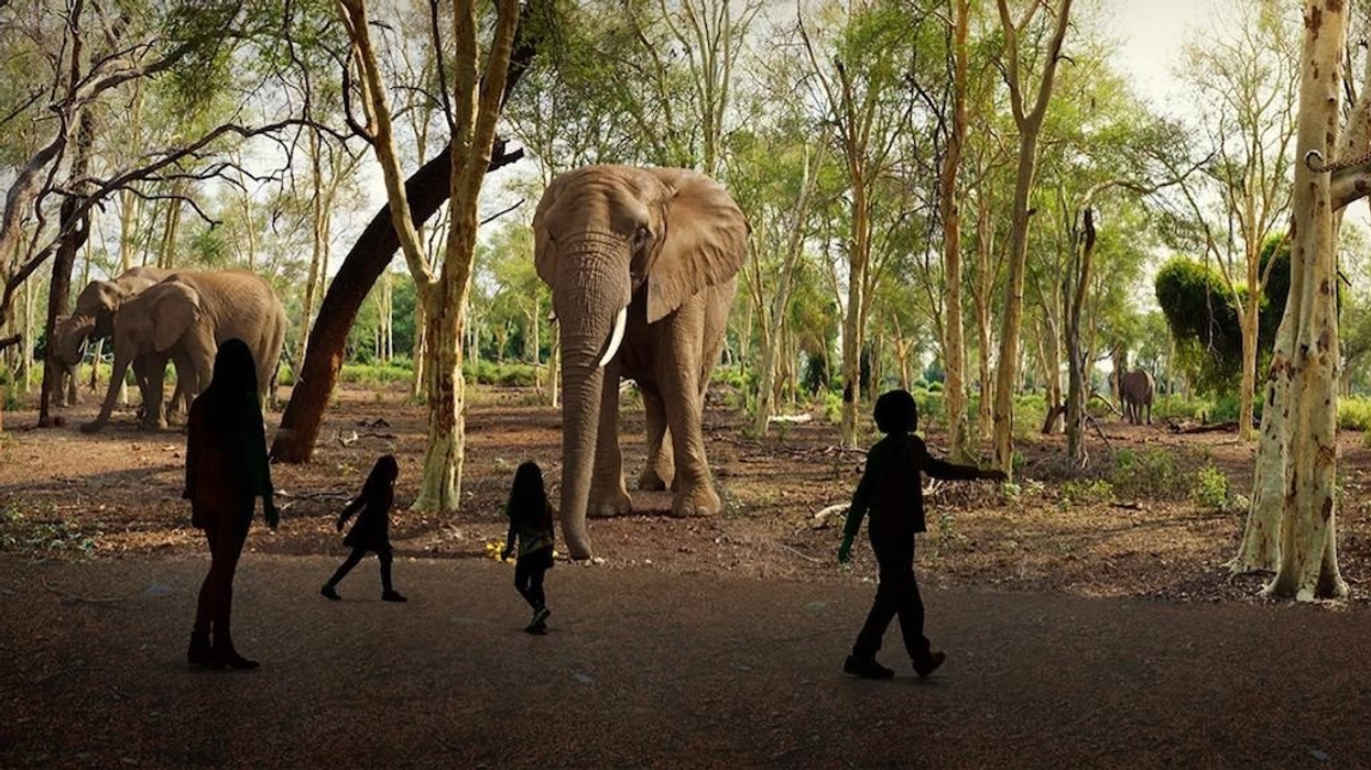 Safari Illuminarium