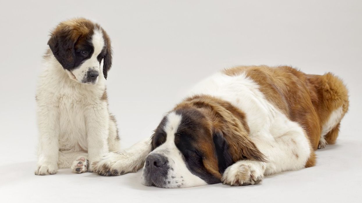 Saint-Bernard (c) Cedric Widmer