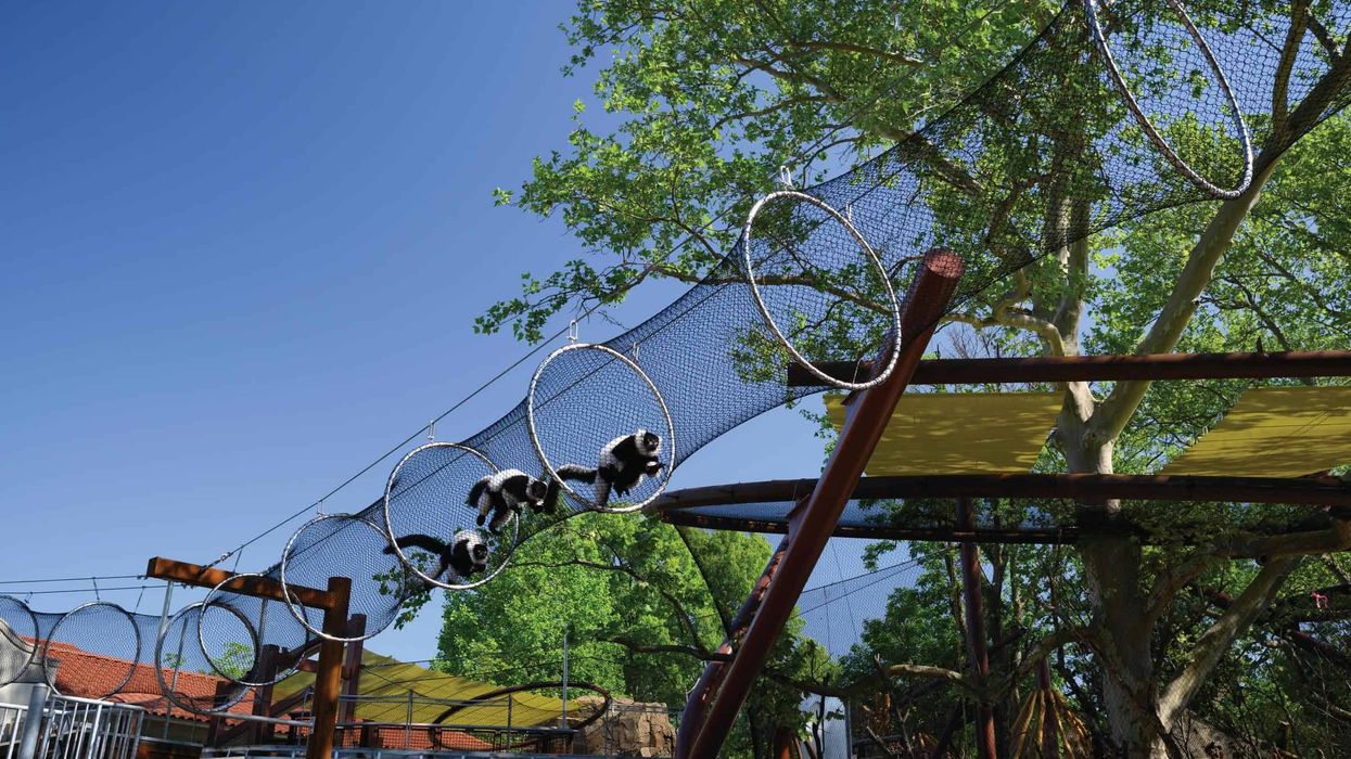 saint louis zoo primate canopy trails