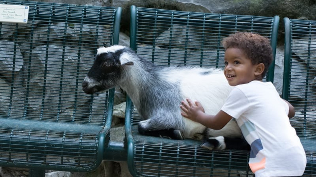 saint louis zoo