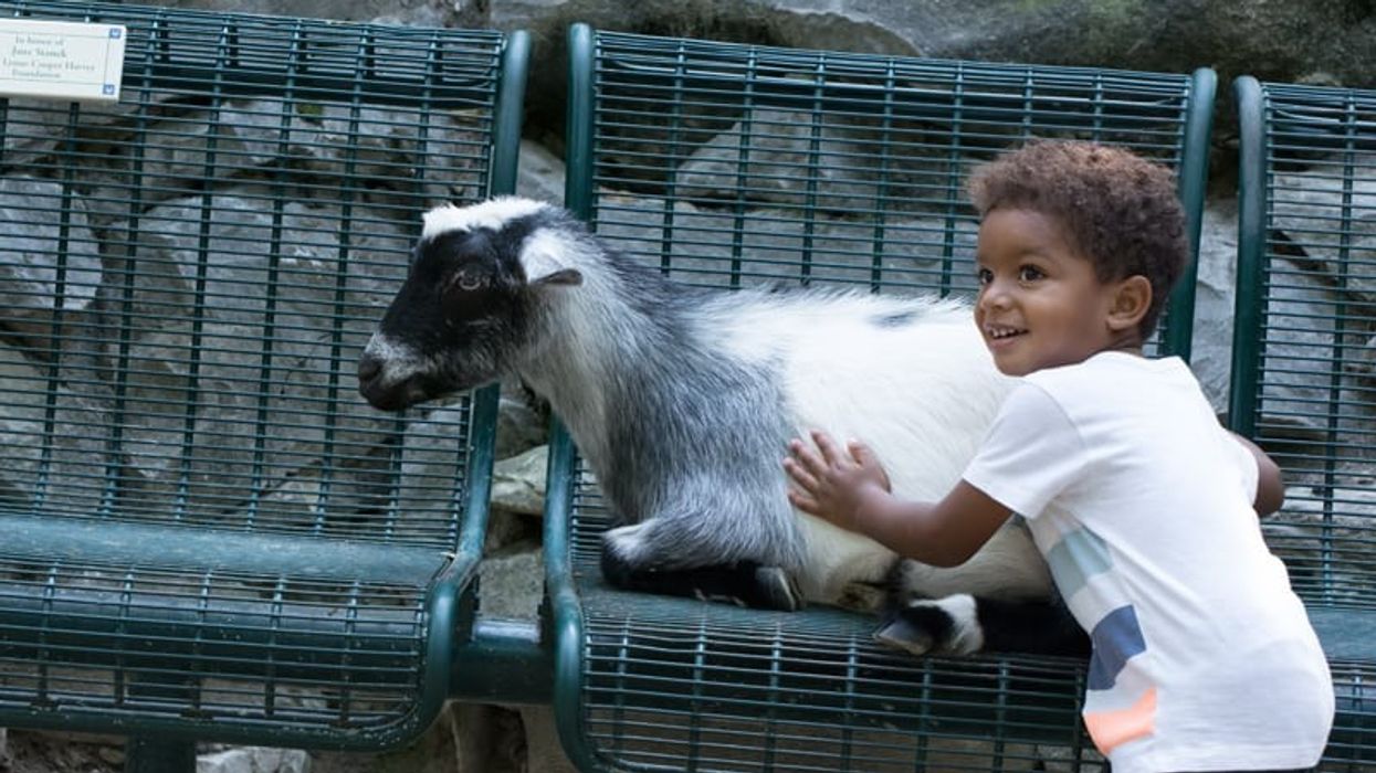 saint louis zoo