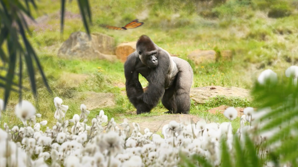 san antonio zoo congo falls