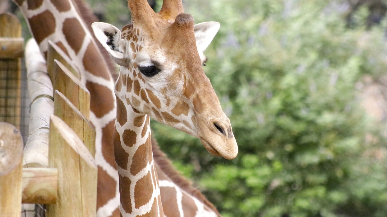 san antonio zoo giraffe