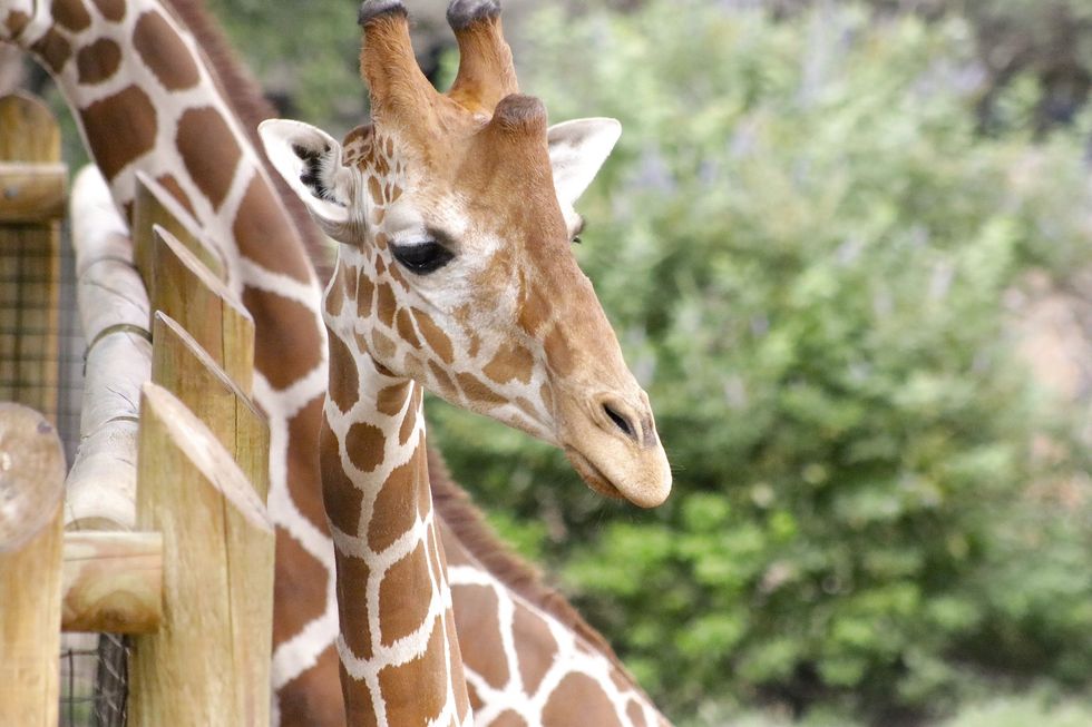 san antonio zoo giraffe