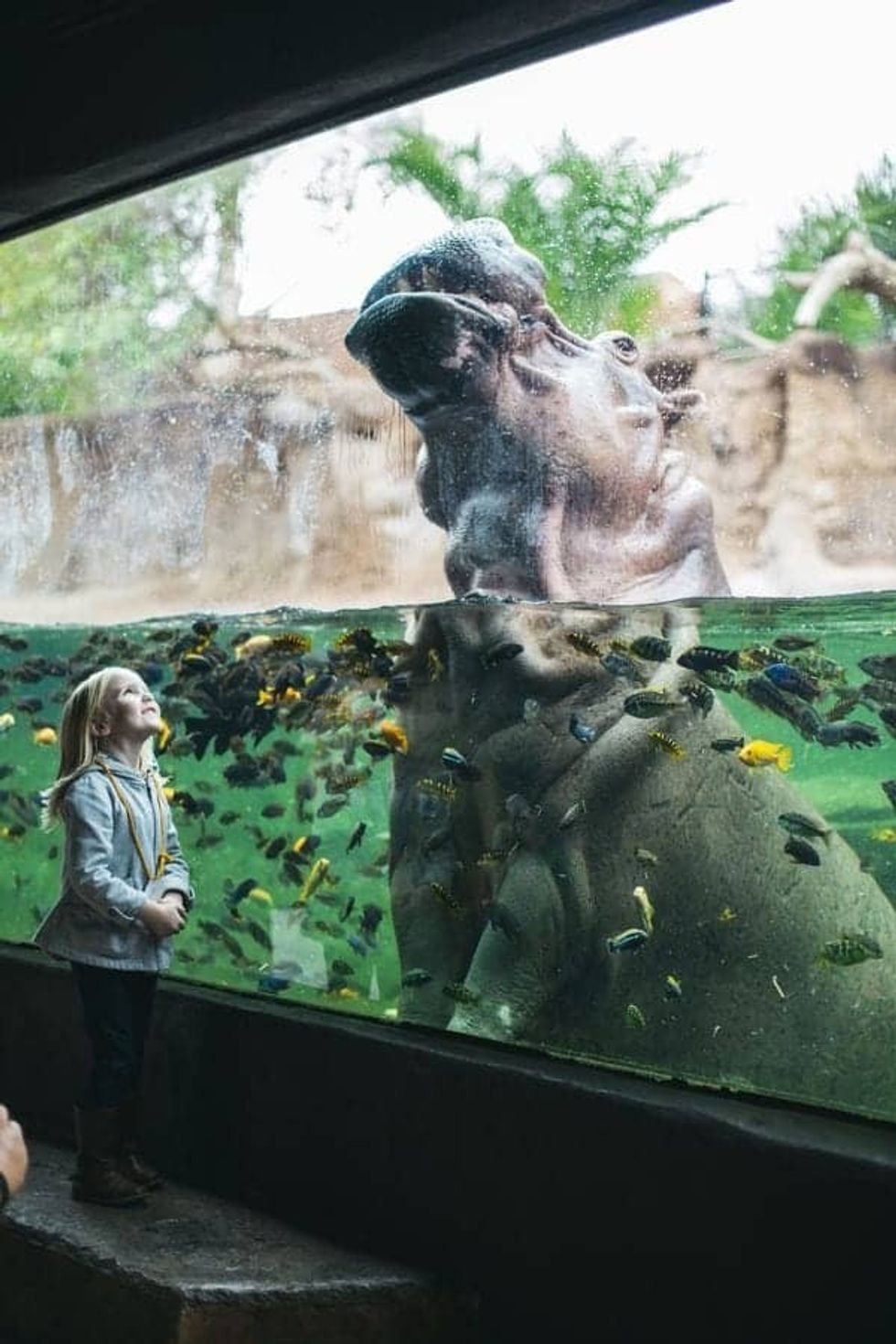 San Antonio Zoo, Hippo underwater viewing