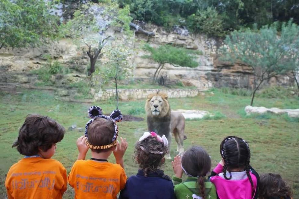 San Antonio Zoo Lion opening