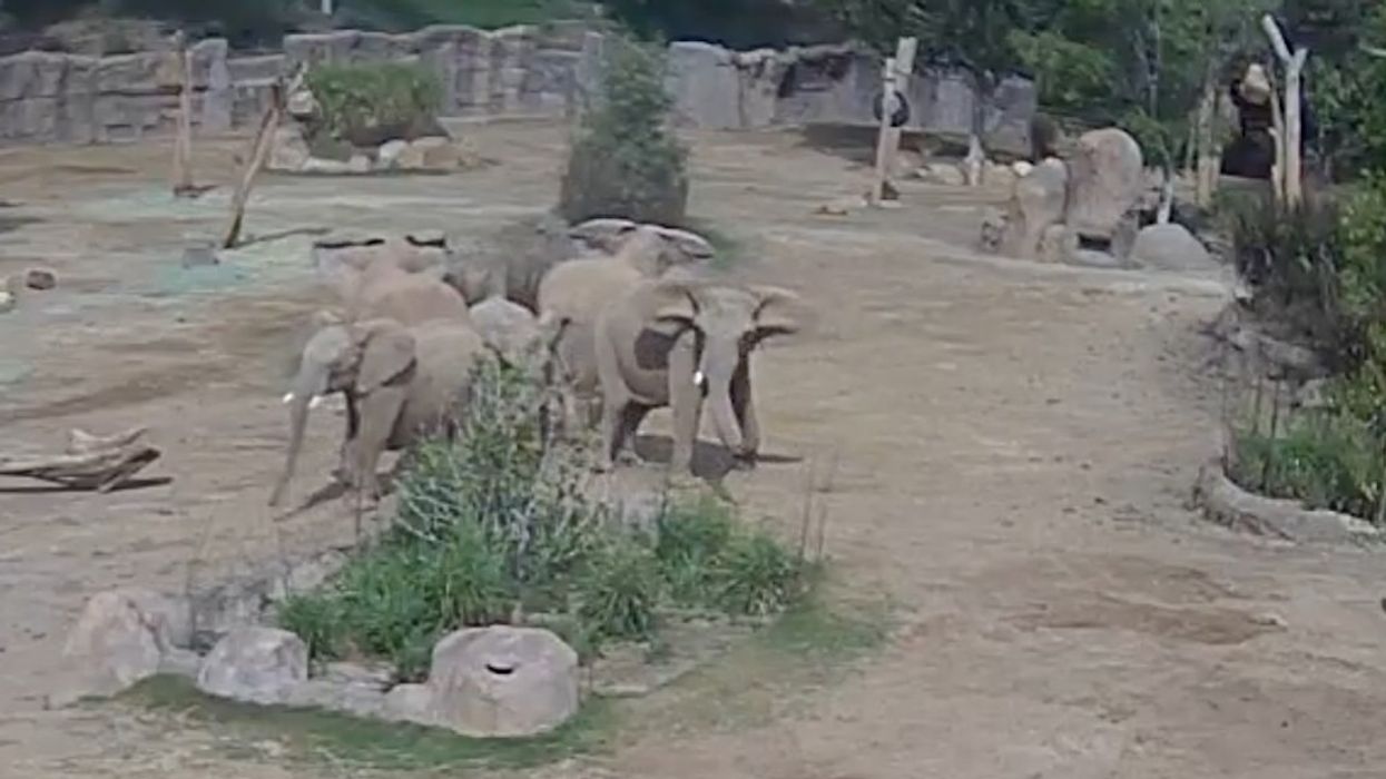 san diego zoo elephants earthquake