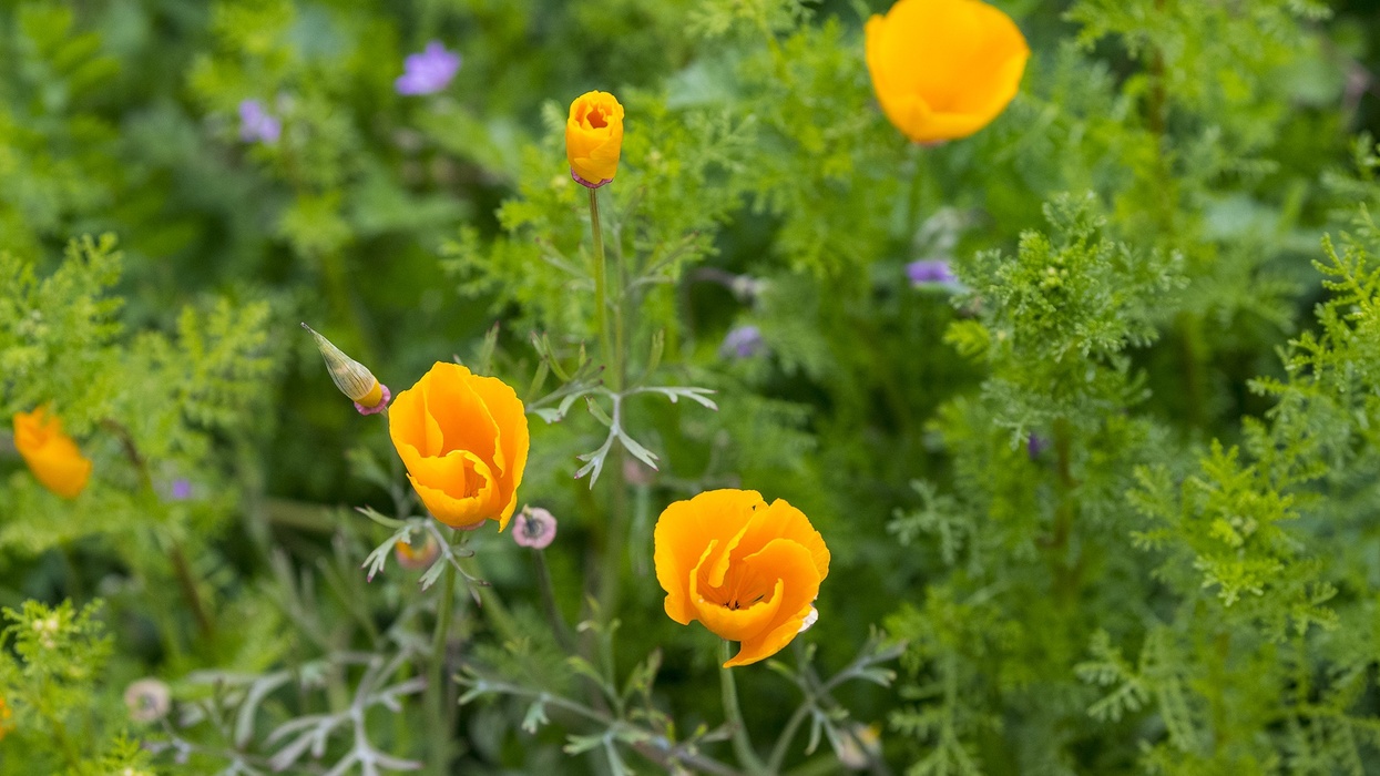 san diego zoo safari park biodiversity reserve