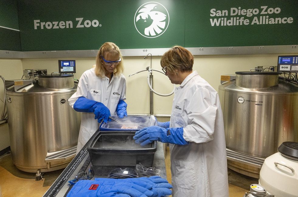 san diego zoo wildlife alliance biobanking