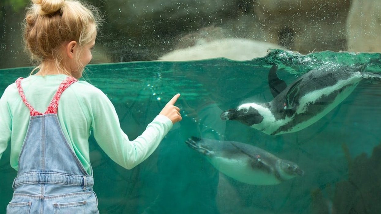 San Digo Zoo penguins