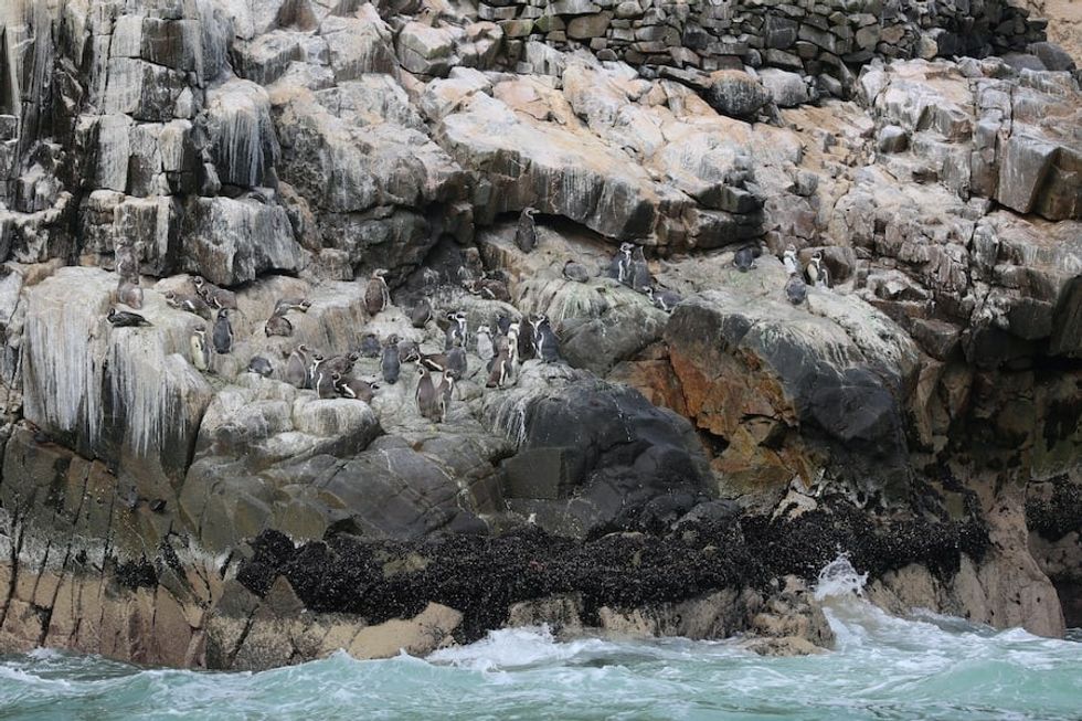 San Juan penguin project Peru