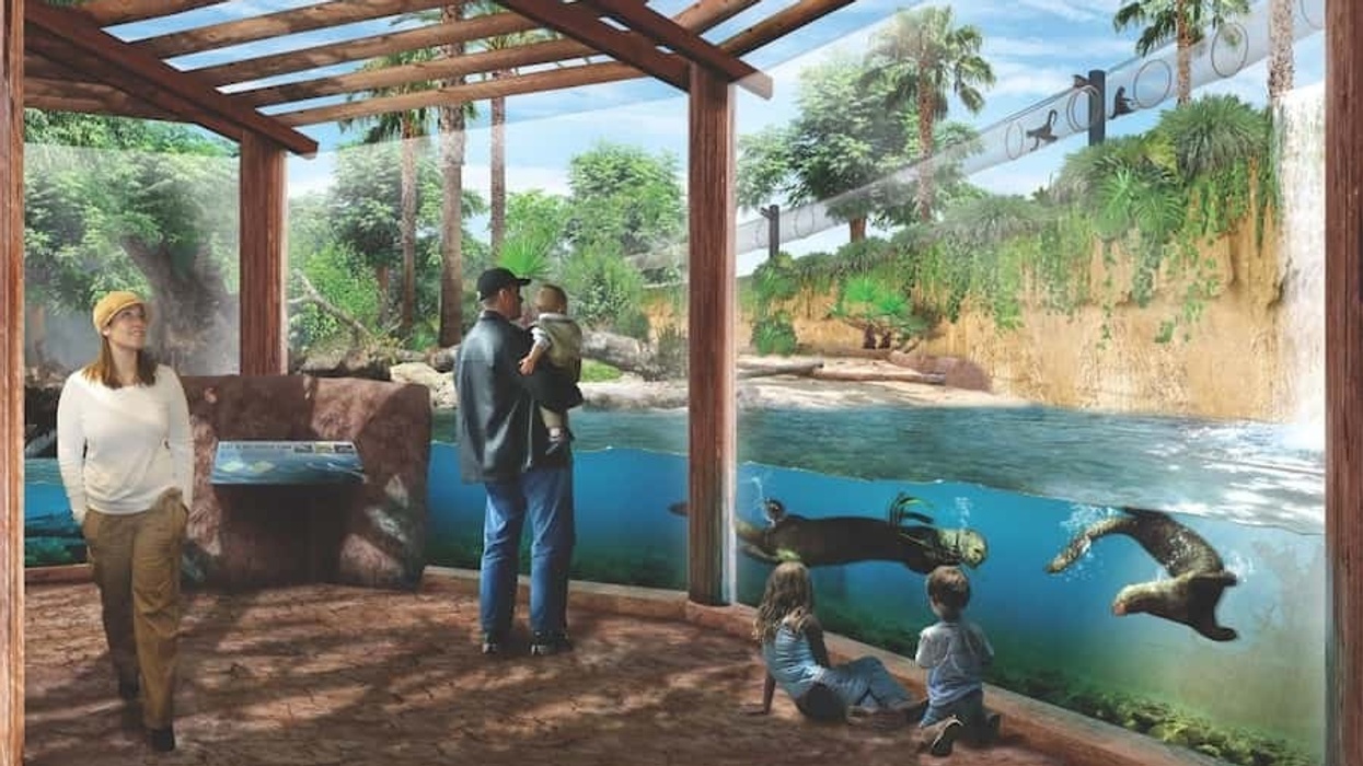 Santa Ana Zoo giant otters