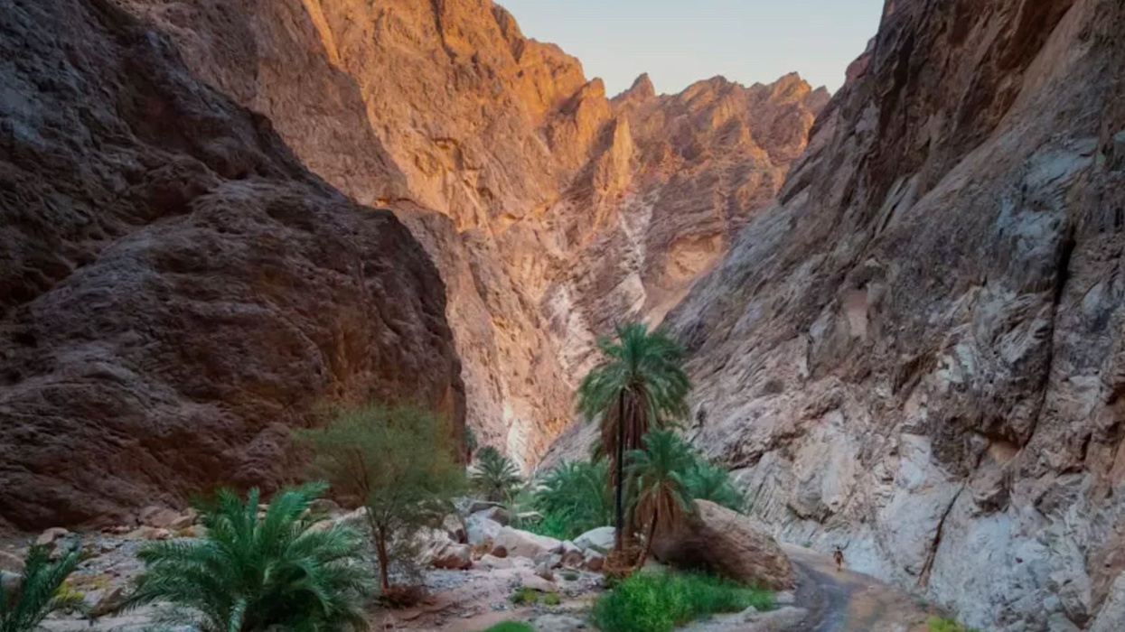 saudi arabia neom regreening initiative