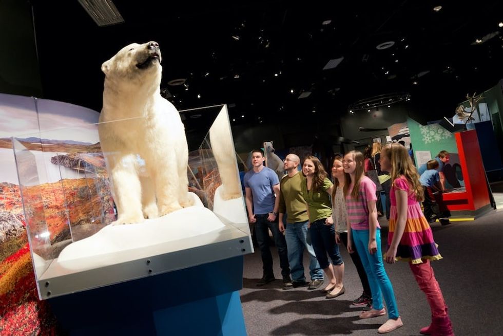 Science North polar bear travelling exhibitions covid 19