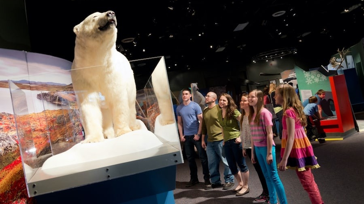 Science-North-polar-bear