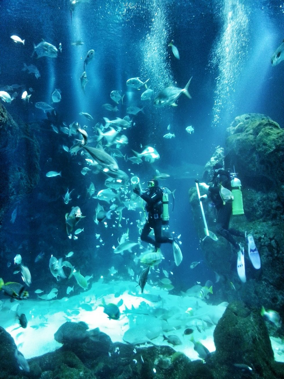 Scuba Diving Kuwait Scientific Centre