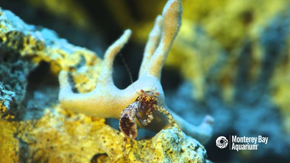 Sea Crab at Monterey Bay Aquarium