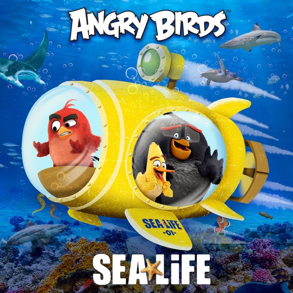Sea Life Angry Birds