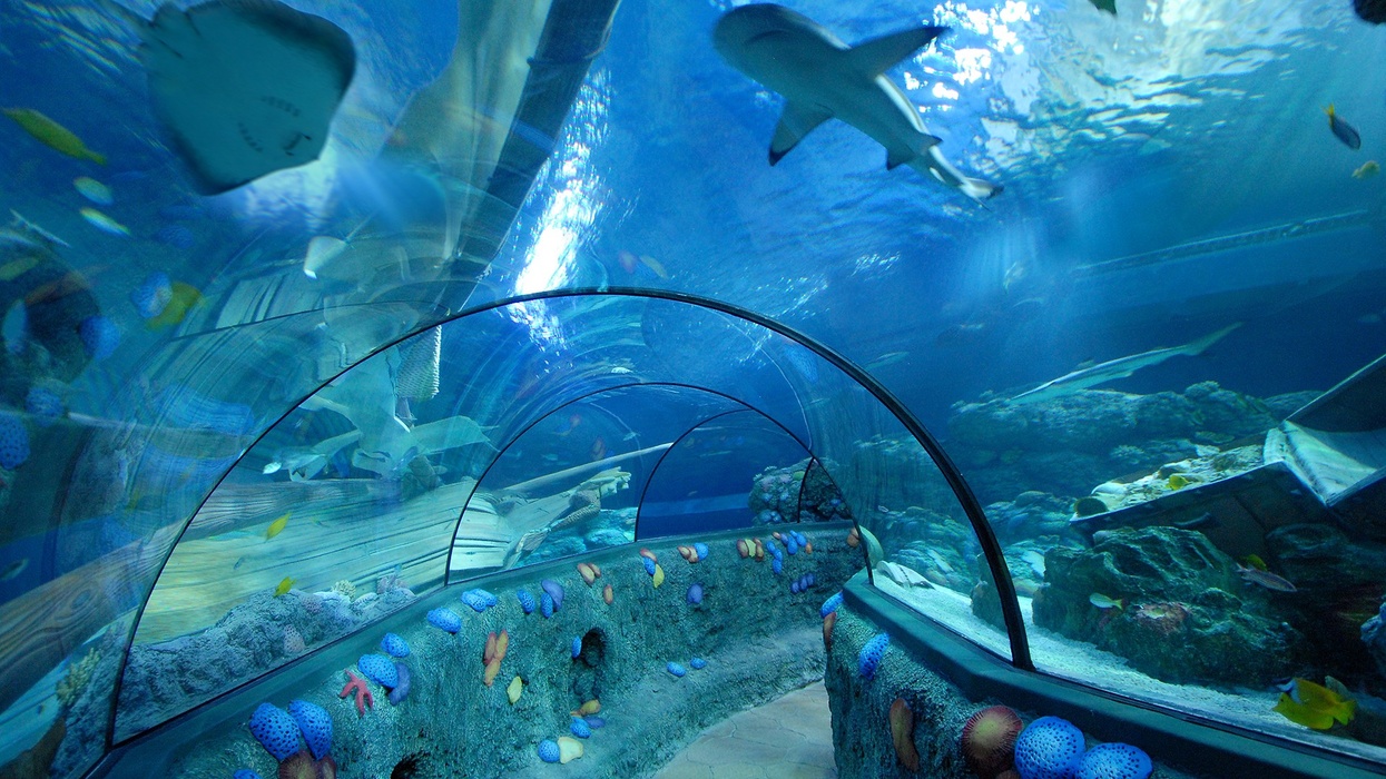 sea life aquarium