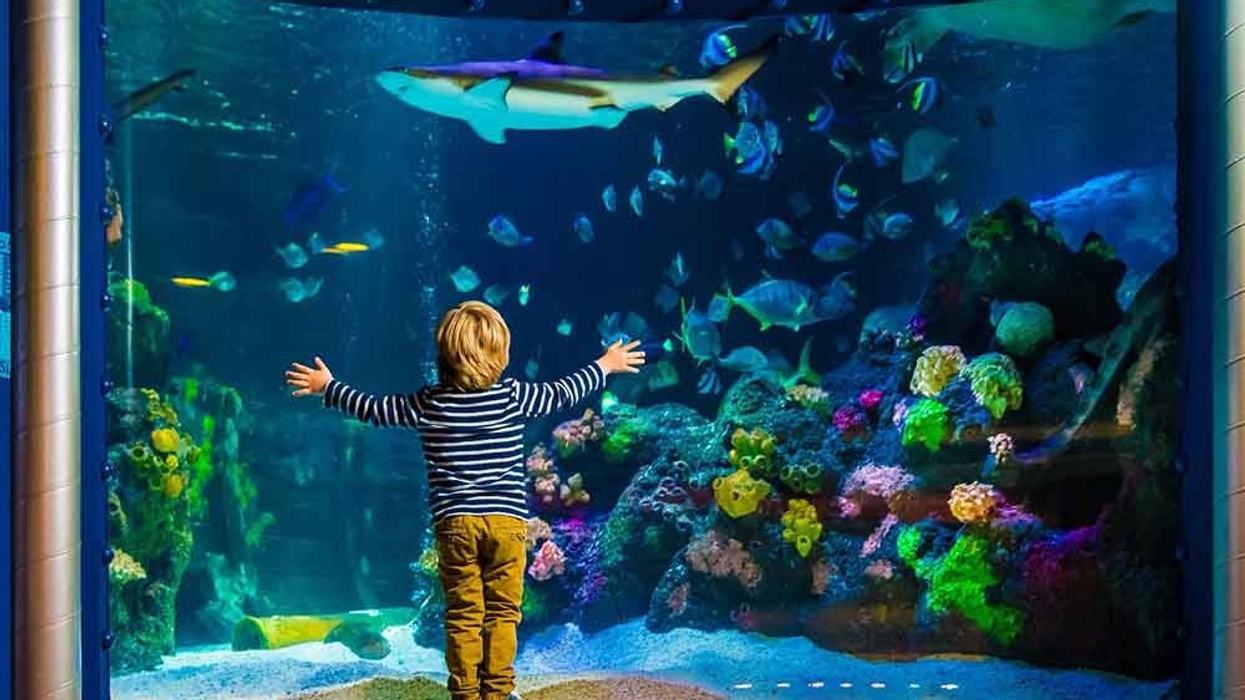 Sea life boy infront of fish aquarium