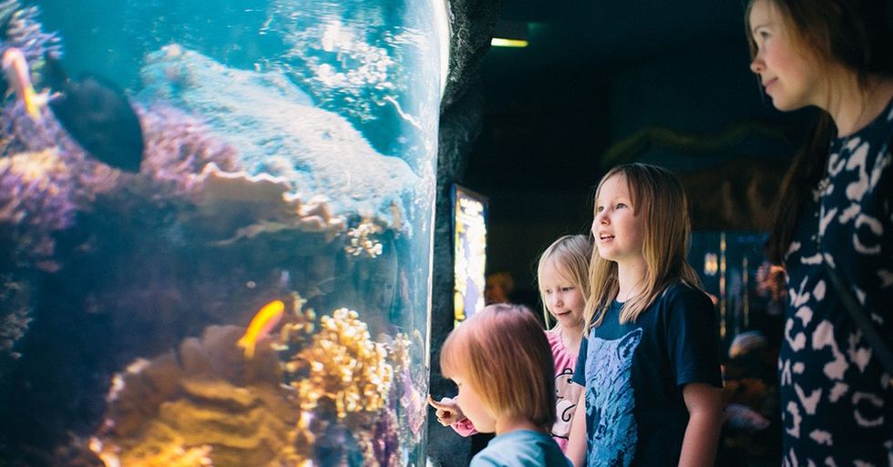 sea life helsinki aquarium Linnanmäki merlin