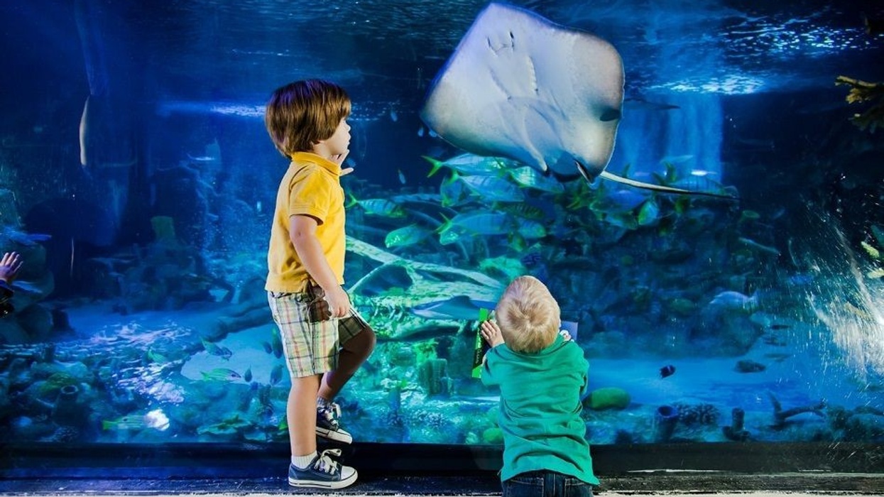 Sea Life. Legoland Malaysia Resort. Aquarium