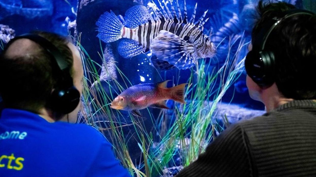 sea life london aquarium fish recording