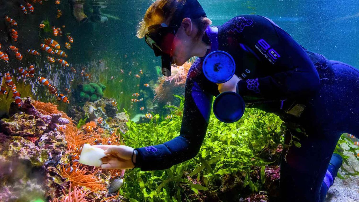 sea life london count and clean