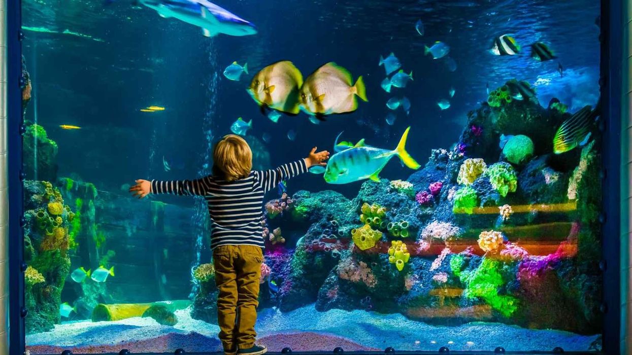 Sea Life Orlando aquarium awarded coveted AZA accreditation