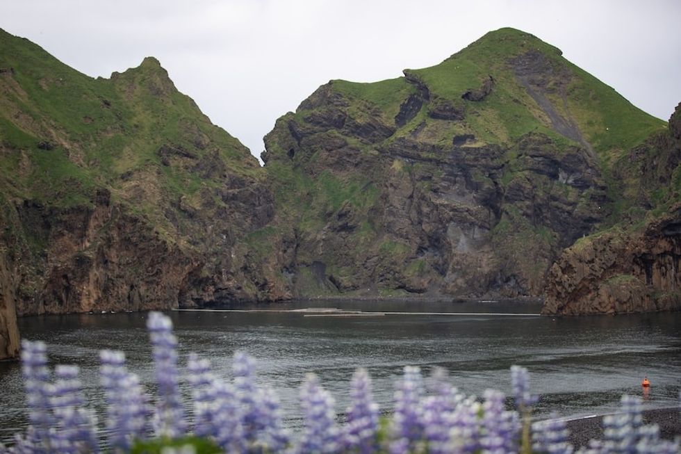 SEA LIFE Trust beluga sanctury Iceland