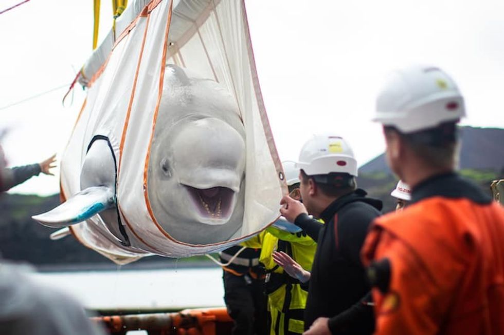 sea life trust beluga whale sanctuary future attraction trends