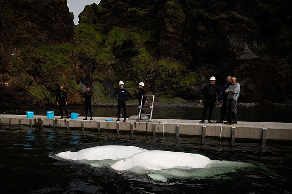 sea life trust beluga whale sanctuary future attraction trends