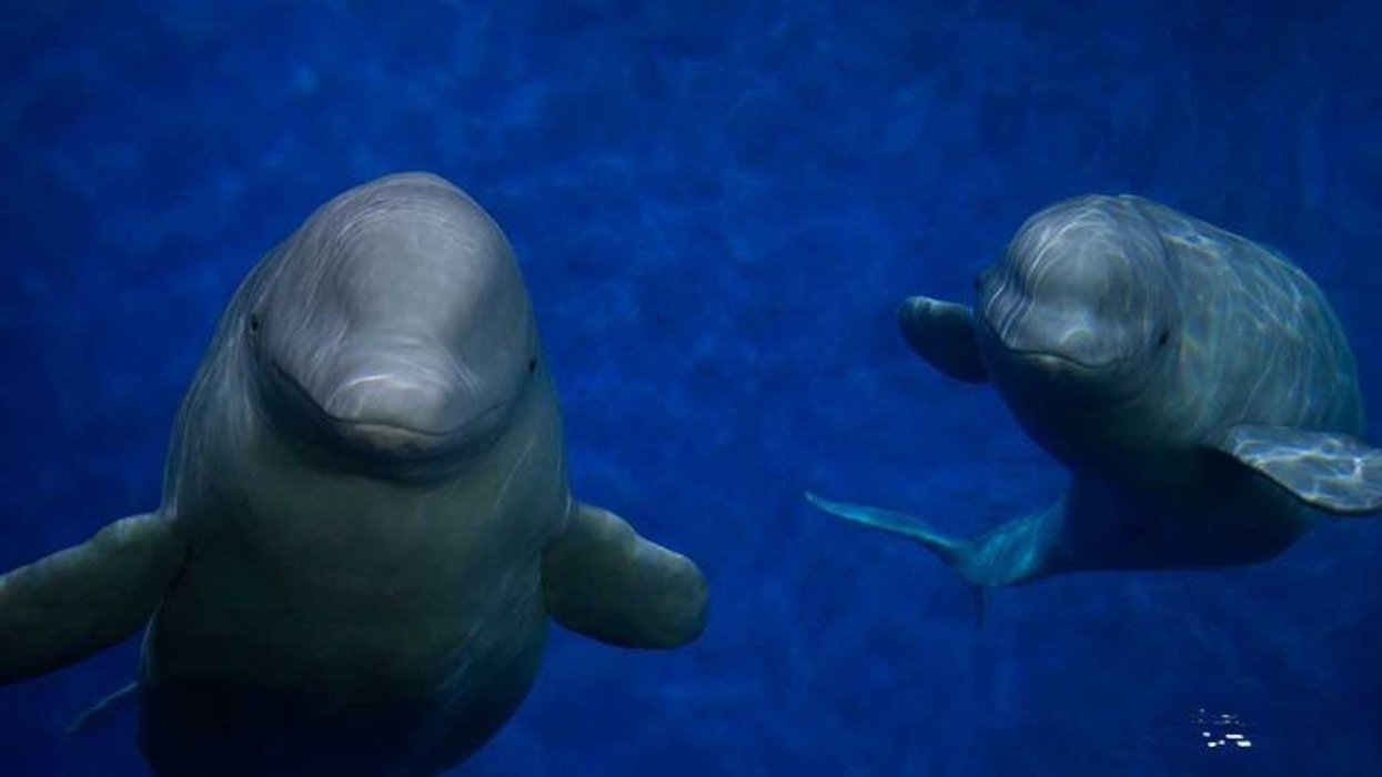 SEA LIFE TRUST Beluga Whale Sanctuary Merlin Entertainments