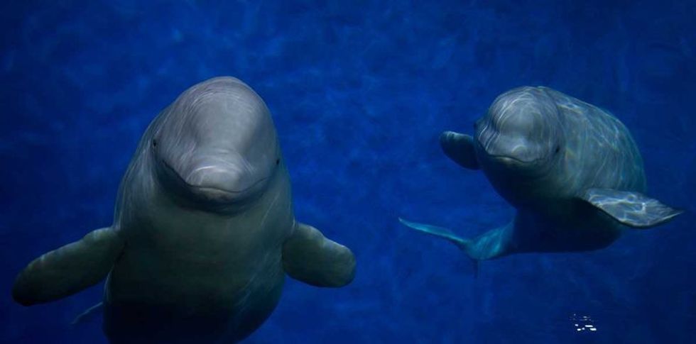 SEA LIFE TRUST Beluga Whale Sanctuary Merlin Entertainments