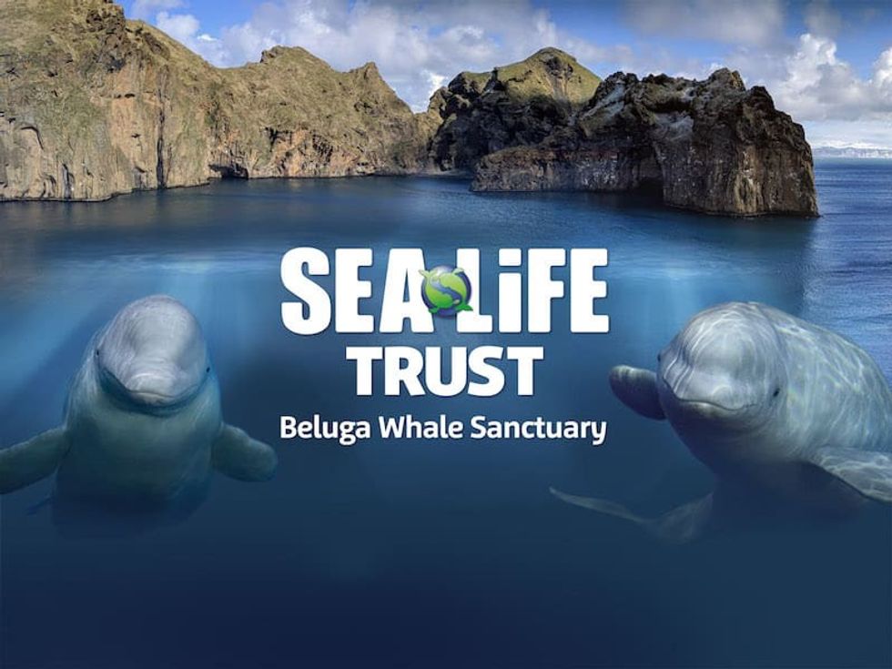 sea life trust beluga whale sanctuary