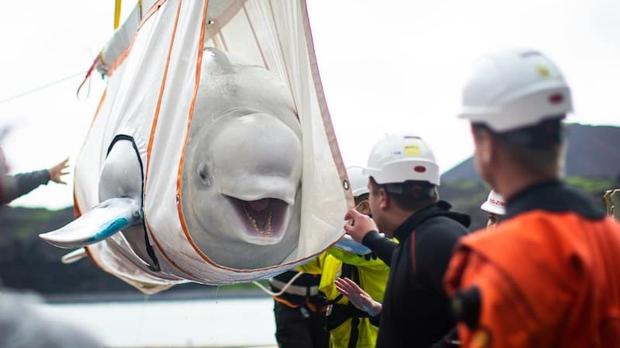 sea life trust beluga whale sanctuary