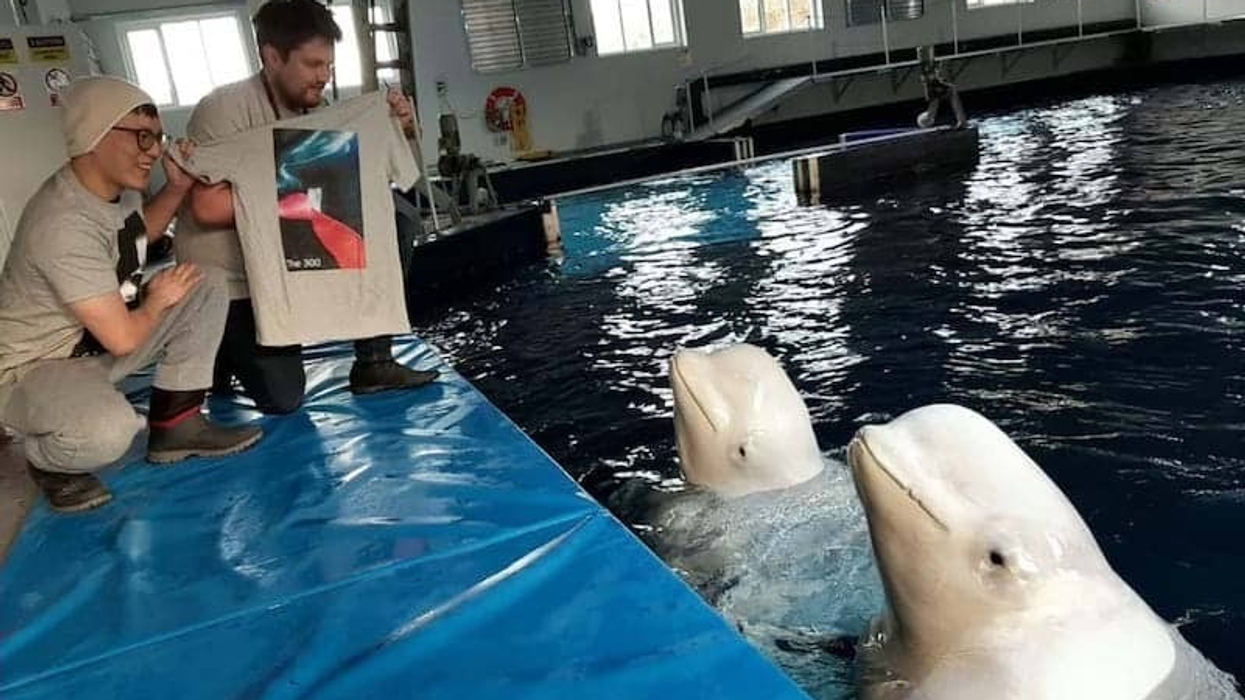 sea life trust beluga whales